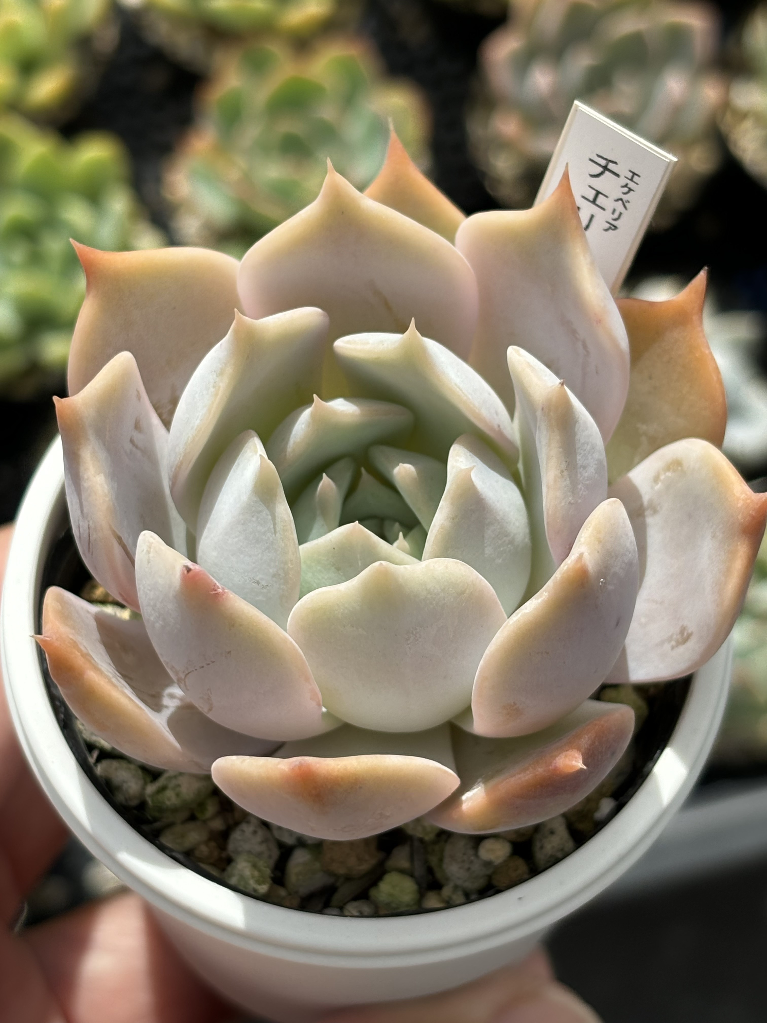 多肉植物 抜き苗 転がり込ん エケベリア チェリークイーン