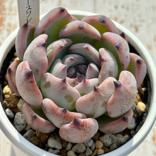 人気レア品種！☆ベリースフレ 多肉植物 自家栽培 国産 多肉植物 美