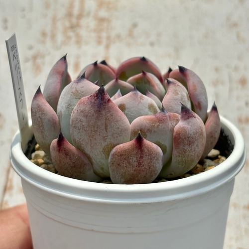 人気レア品種！☆ベリースフレ 多肉植物 自家栽培 国産 多肉植物 美