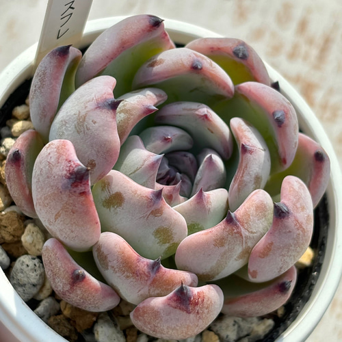人気レア品種！☆ベリースフレ 多肉植物 自家栽培 国産 多肉植物 美