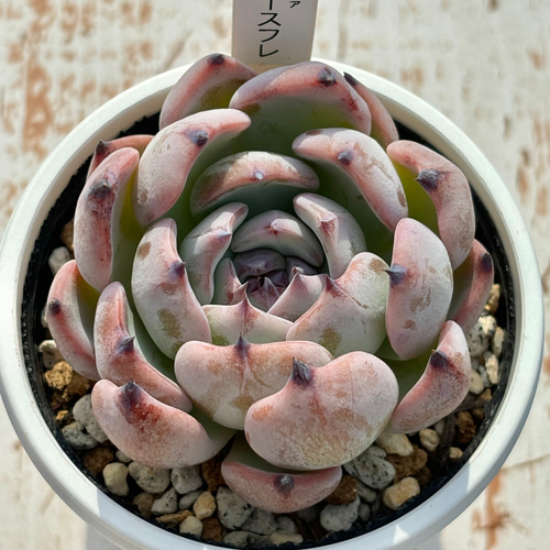 ◇35【現品　カット】ベリー綴化　多肉　可愛い♡ 多肉植物 レッドベリー綴化 韓国苗 多肉植物 pariʚ