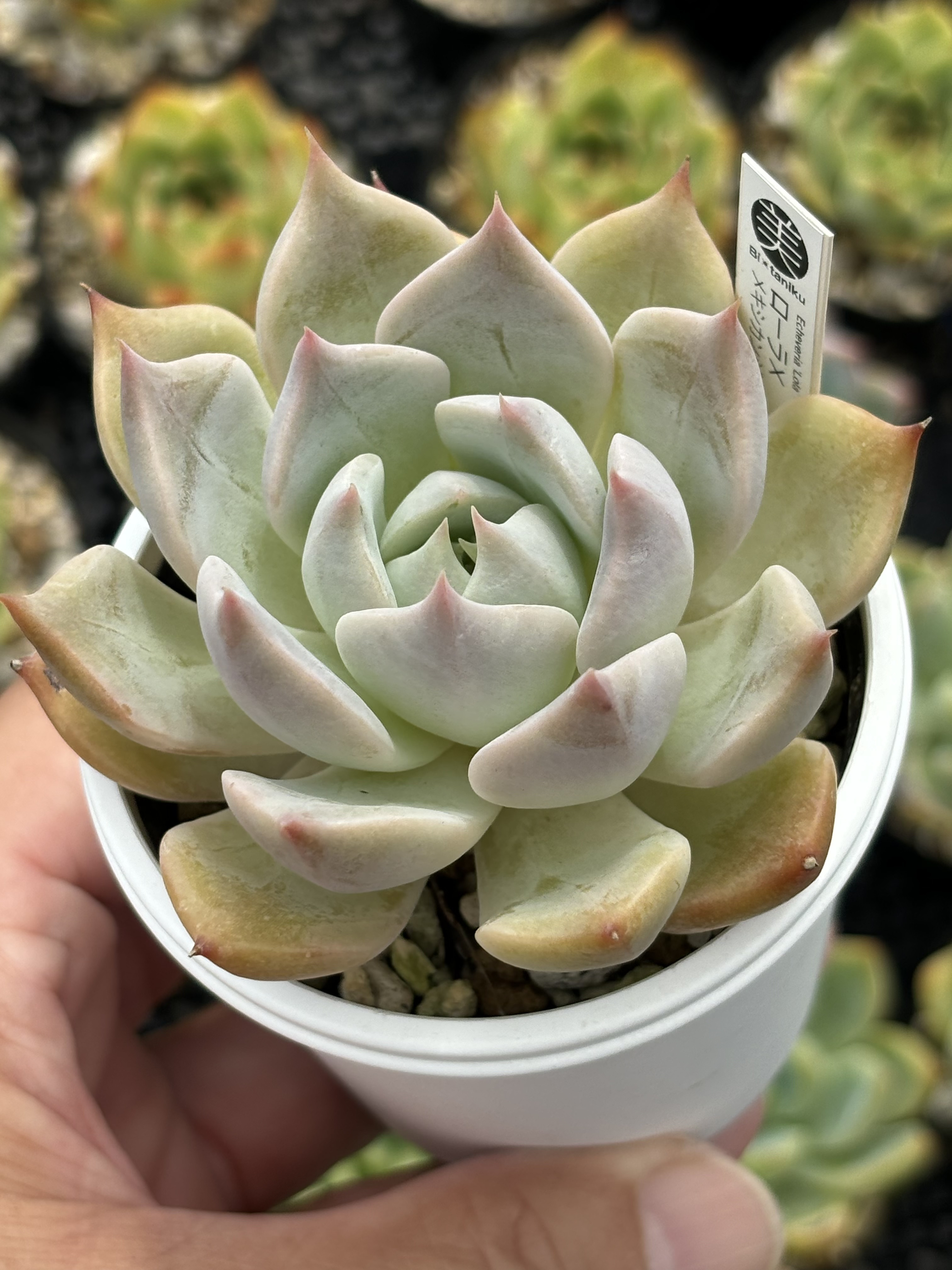 多肉植物 ミニ桃太郎♡ 抜き苗！ 1号プラ鉢付き！ 【公式通販】