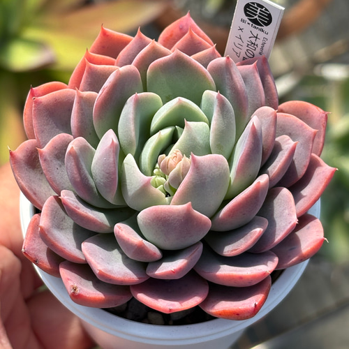 オリジナル交配苗！☆大和の薔薇×イリア 多肉植物 エケベリア交配 自家