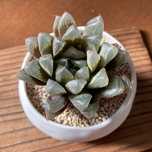 記念日》かっこ良くて美しい ハオルチア「黒紫天津玉露」多肉植物