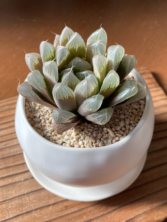 記念日》かっこ良くて美しい ハオルチア「黒紫天津玉露」多肉植物