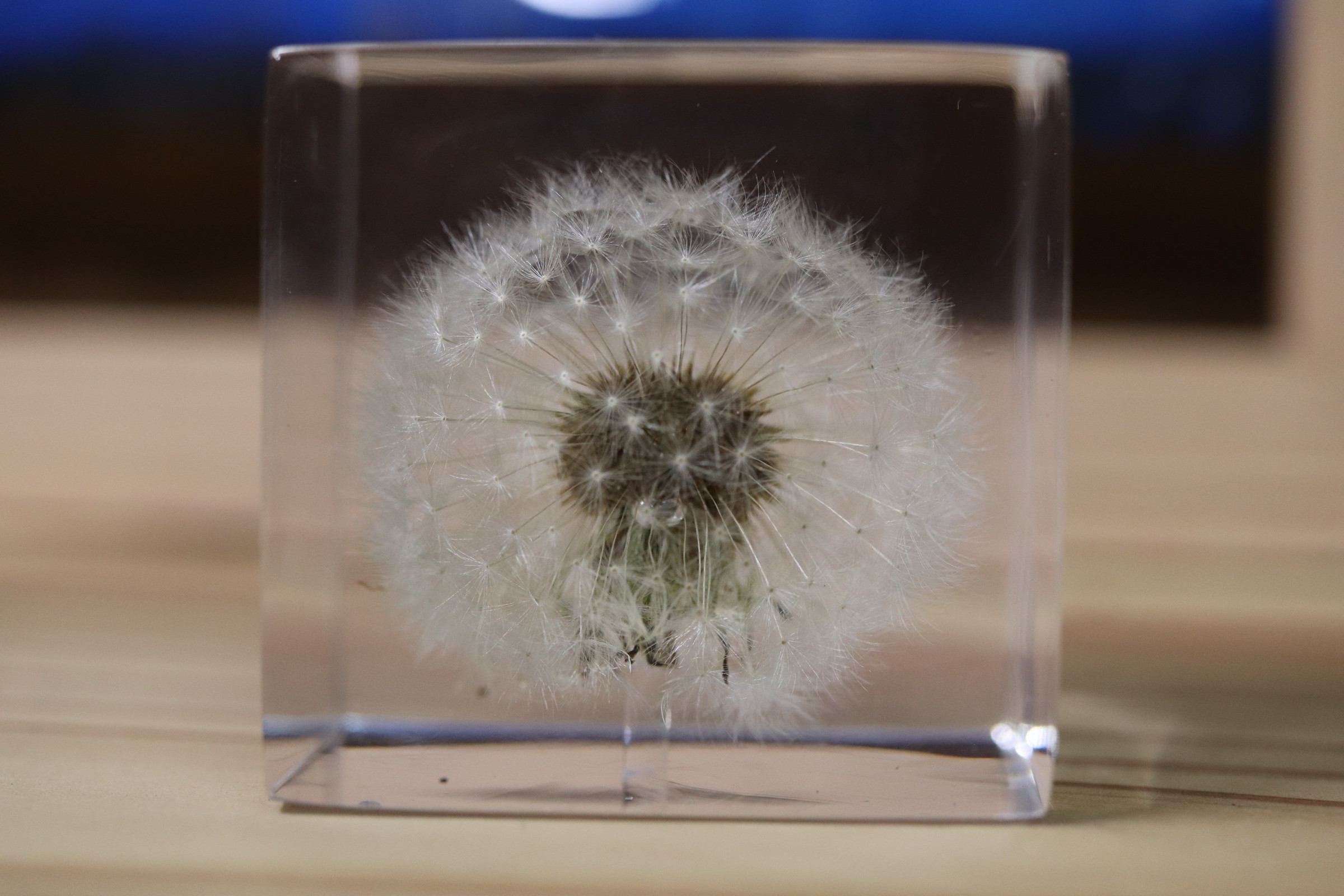 タンポポキューブ