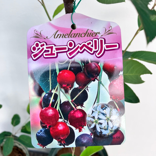 ジューンベリー＊シンボルツリー＊落葉樹＊果樹苗 アートフラワー
