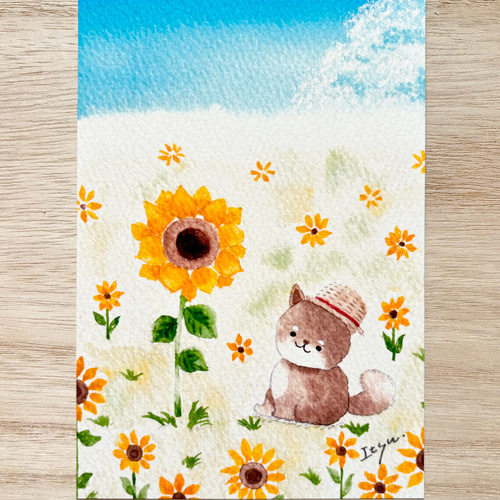 透明水彩画 3枚セット「豆柴ちゃんとひまわり」ポストカード イラスト