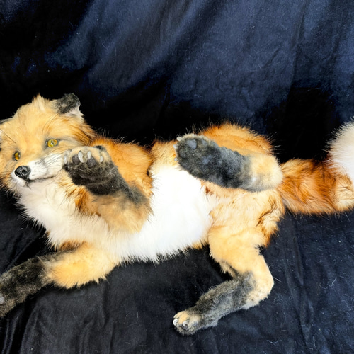 ぬいぐるみ　狐　オオカミ　ハンドメイド a232.jpg