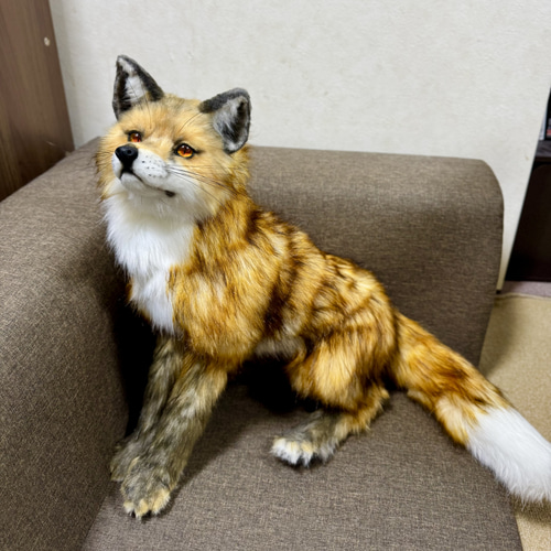 アートドール アカギツネ　狐　キツネ　ハンドメイド　海外作家様　リアルサイズ アートドール アカギツネ 狐 キツネ ハンドメイド 海外作家様