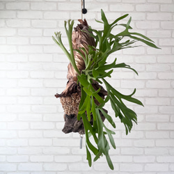 ビカクシダ コウモリラン キッチャクード 流木付け 観葉植物 KCHL436