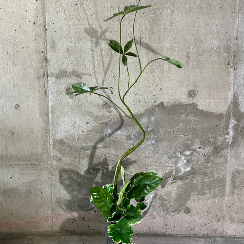 楽天市場】光触媒 観葉植物 壁掛け フェイクグリーン 人工観葉