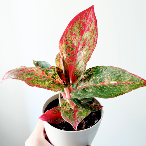 希少】512. アグラオネマ ファイヤーワークス 多肉植物 calm cafe pure