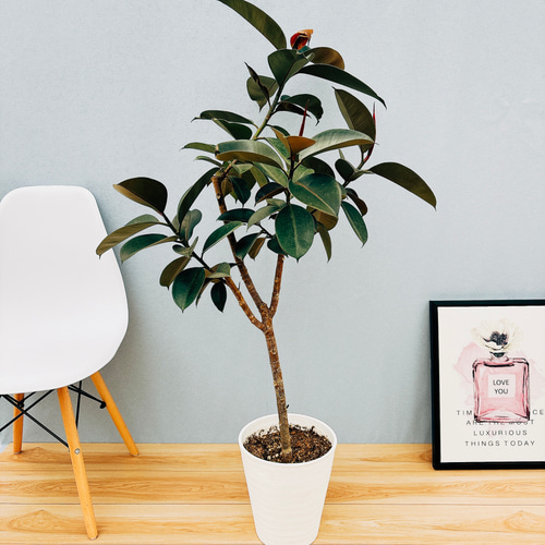 現品］10番 フィカス バーガンディ 8号 観葉植物 大型 室内 育てやすい