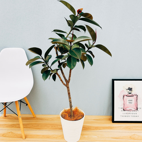 現品］10番 フィカス バーガンディ 8号 観葉植物 大型 室内 育てやすい