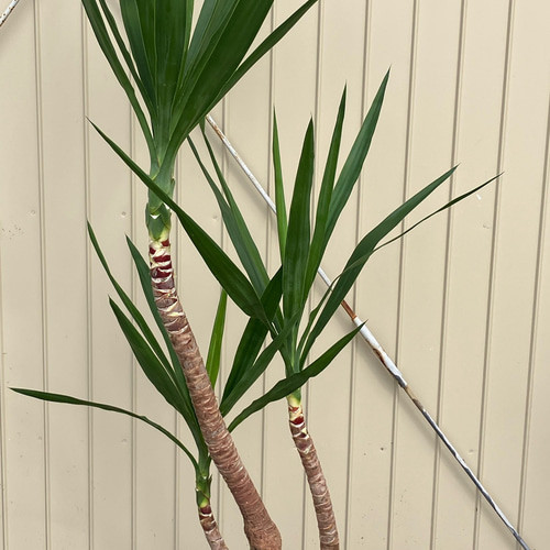 ユッカ エレファンティペス＊曲がり＊観葉植物＊ロックガーデン