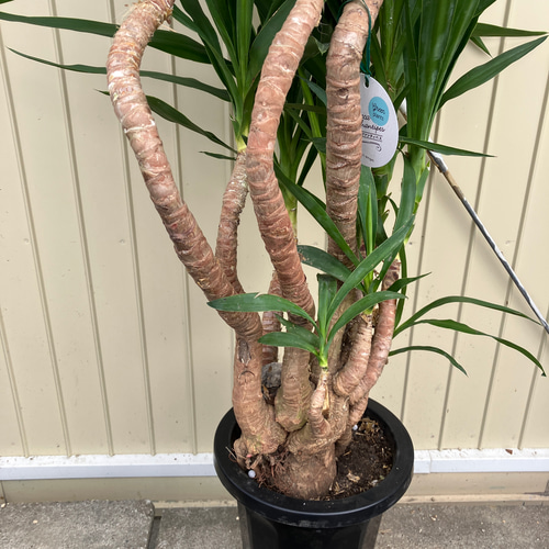 ユッカ エレファンティペス＊曲がり＊観葉植物＊ロックガーデン