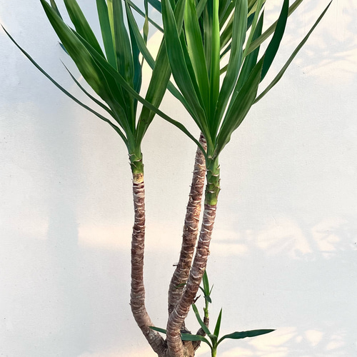 ユッカ エレファンティペス＊曲がり＊観葉植物＊ロックガーデン