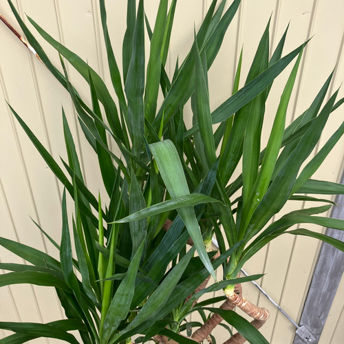 ユッカ エレファンティペス＊曲がり＊観葉植物＊ロックガーデン