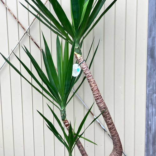 ユッカ エレファンティペス＊曲がり＊観葉植物＊ロックガーデン