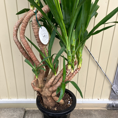 ユッカ エレファンティペス＊曲がり＊観葉植物＊ロックガーデン