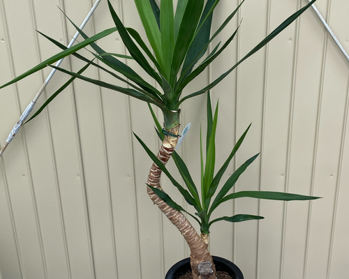 専用 ユッカ エレファンティペス 曲がり 【公式通販】