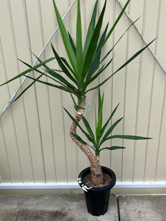 ゆっか様専用ページ yucca様 専用ページ ゆか様❁専用ページ VIXEN