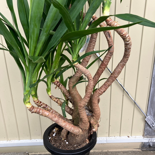 観葉植物　ユッカ　ロックガーデン ユッカ・ロストラータ ドライガーデン ロックガーデン | 耐寒性と独特