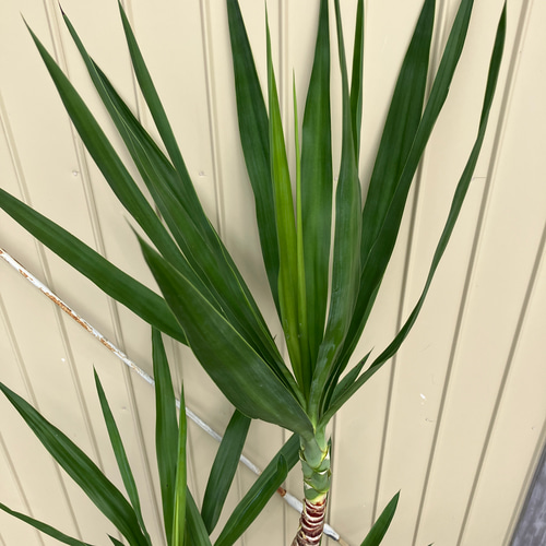 ユッカ エレファンティペス＊曲がり＊観葉植物＊ロックガーデン