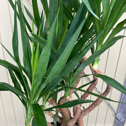 ユッカ エレファンティペス＊曲がり＊観葉植物＊ロックガーデン