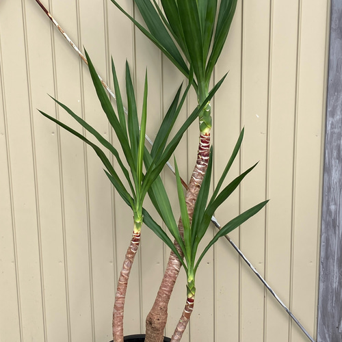 ユッカ エレファンティペス＊曲がり＊観葉植物＊ロックガーデン