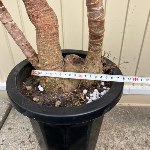 ユッカ エレファンティペス＊曲がり＊観葉植物＊ロックガーデン