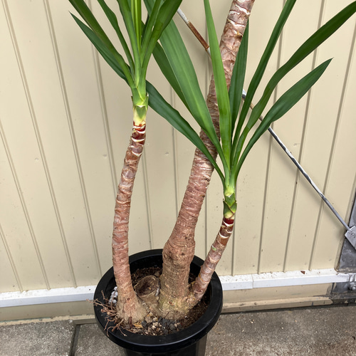 ユッカ　曲がり ユッカ エレファンティペス＊曲がり＊観葉植物＊ロックガーデン