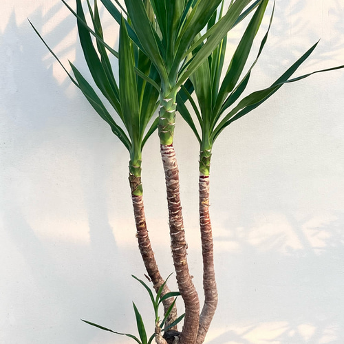 ユッカ・エレファンティペス 約1メートル　3個　観葉植物　人気　迫力　植物 小さくても存在感◎100】 ユッカ エレファンティペス 3株 観葉