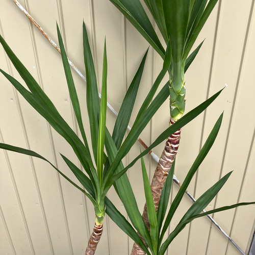 ユッカ エレファンティペス＊曲がり＊観葉植物＊ロックガーデン