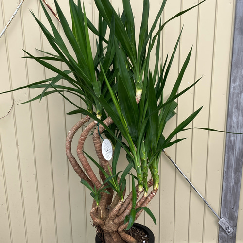 ユッカ エレファンティペス＊曲がり＊観葉植物＊ロックガーデン