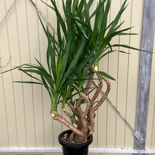 ユッカ・曲がり ユッカ エレファンティペス＊曲がり＊観葉植物＊ロックガーデン