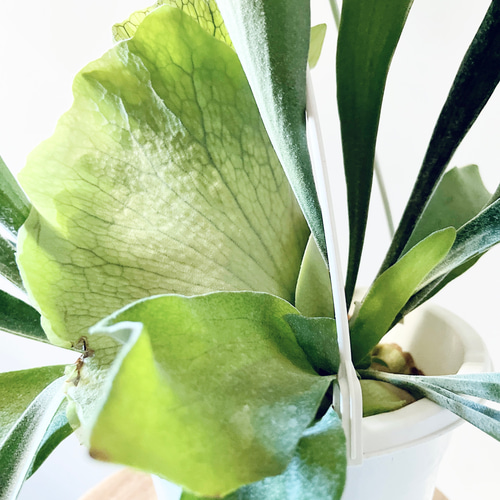 おトク情報がいっぱい！ ネザーランド ビカクシダ ハンギング 多肉 cafe calm 観葉植物 花・観葉植物