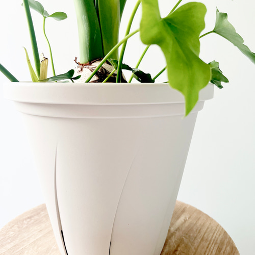 人気商品》211. セローム 幹立ち 7号鉢80cm 観葉植物 大型 多肉植物