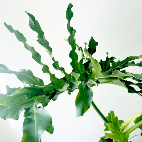 セローム 鉢付き 大型 観葉植物 セローム 大型（観葉植物） | 花、ガーデニング のおすすめ人気