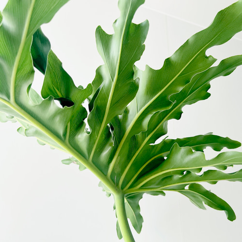 人気商品》211. セローム 幹立ち 7号鉢80cm 観葉植物 大型 多肉