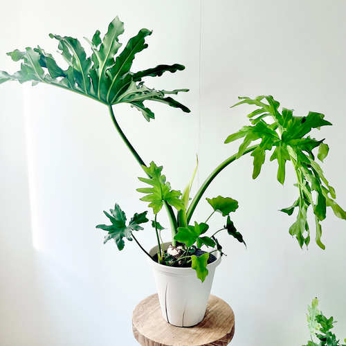 セローム 鉢付き 大型 観葉植物 フェイクグリーン 鉢植え 大きい 観葉植物 鉢 フロアタイプ