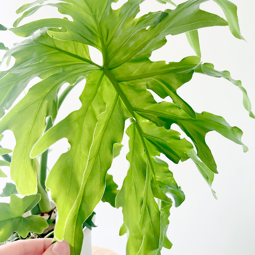 DEPOS 人工観葉植物 フェイクグリーン 観葉植物 造花 インテリア