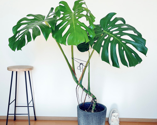 モンステラ。幹立ち。デリシオーサ。観葉植物。鉢ごと無料で発送致します。 a415a9ecfa46b5560dd68b87dcae07