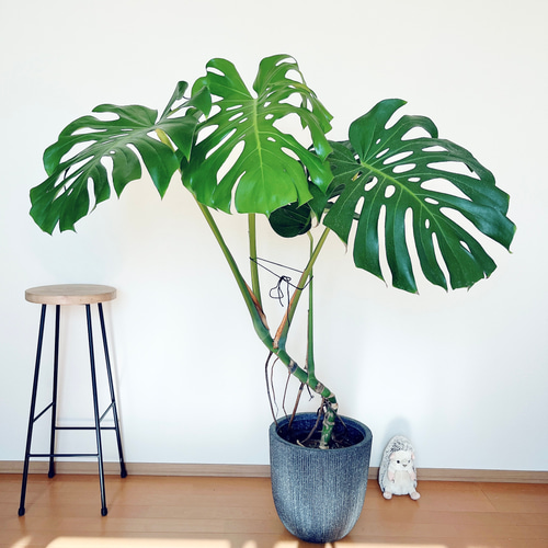 モンステラ。幹立ち。デリシオーサ。観葉植物。鉢ごと無料で発送致します。 人気》モンステラ デリシオーサ 幹立ち Lサイズ 観葉植物 calm