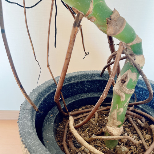 人気》モンステラ デリシオーサ 幹立ち Lサイズ 観葉植物 calm cafe