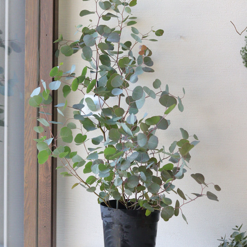naturalリーフ❤︎ユーカリポポラス 多肉植物 トータルプランツ
