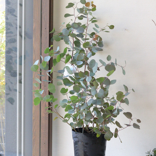 naturalリーフ❤︎ユーカリポポラス 多肉植物 トータルプランツ