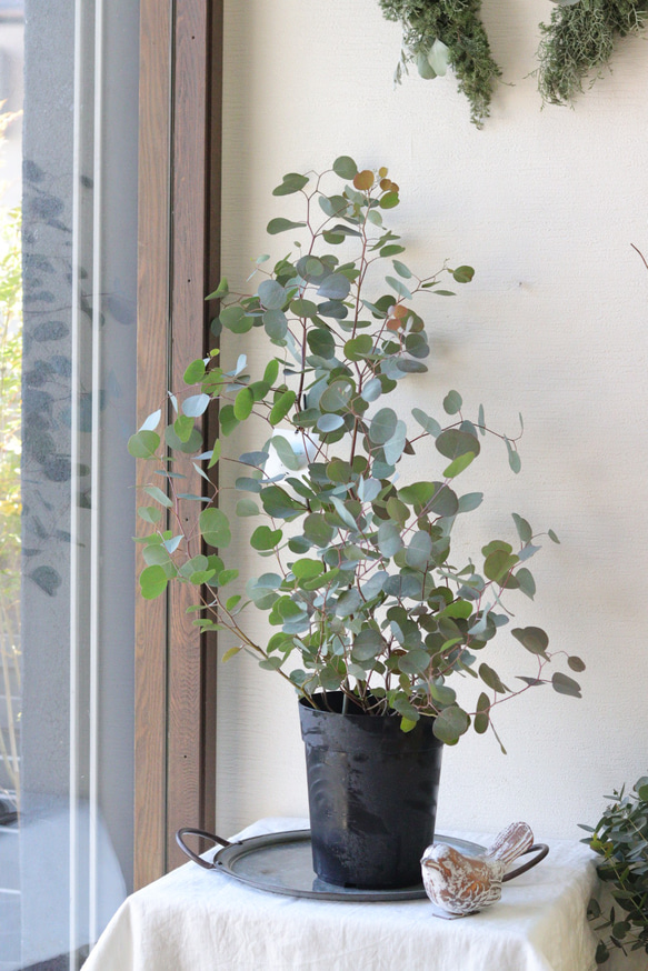 naturalリーフ❤︎ユーカリポポラス 多肉植物 トータルプランツ