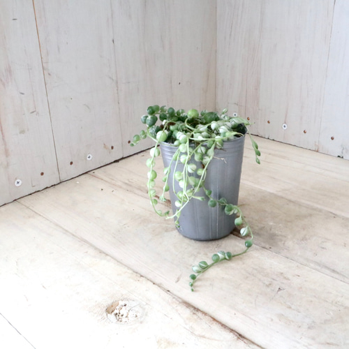 斑入り♡グリーンネックレス♡多肉植物♡ 多肉植物 nico flowers〜桜雫